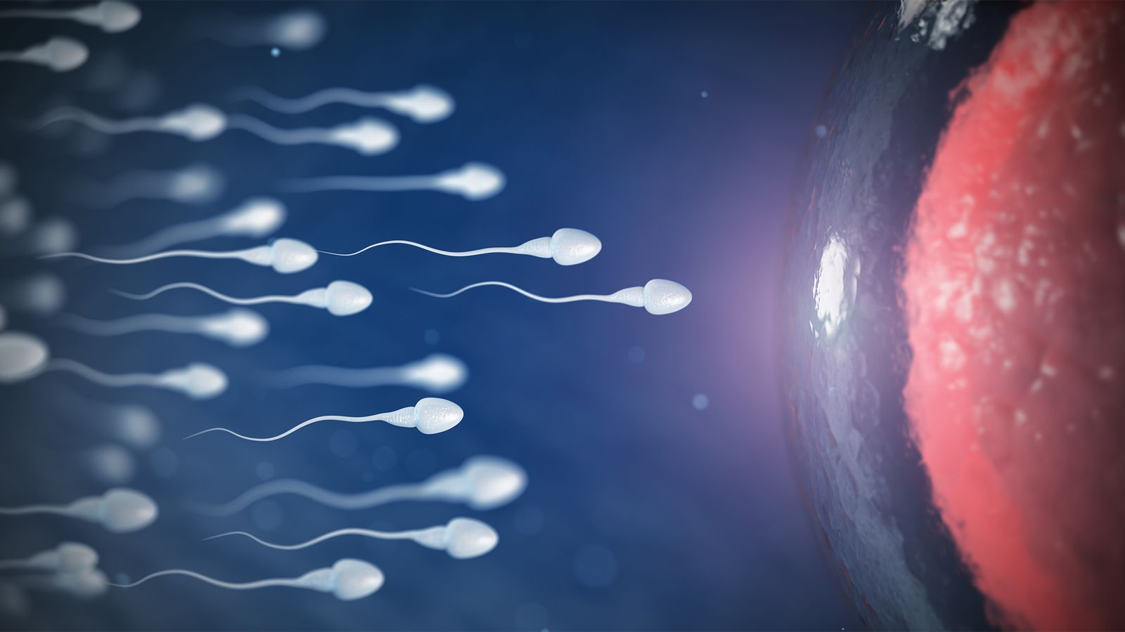 Spermien möchten Eizelle erreichen.