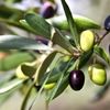 Ein Olivenbaum mit Blätter und Oliven