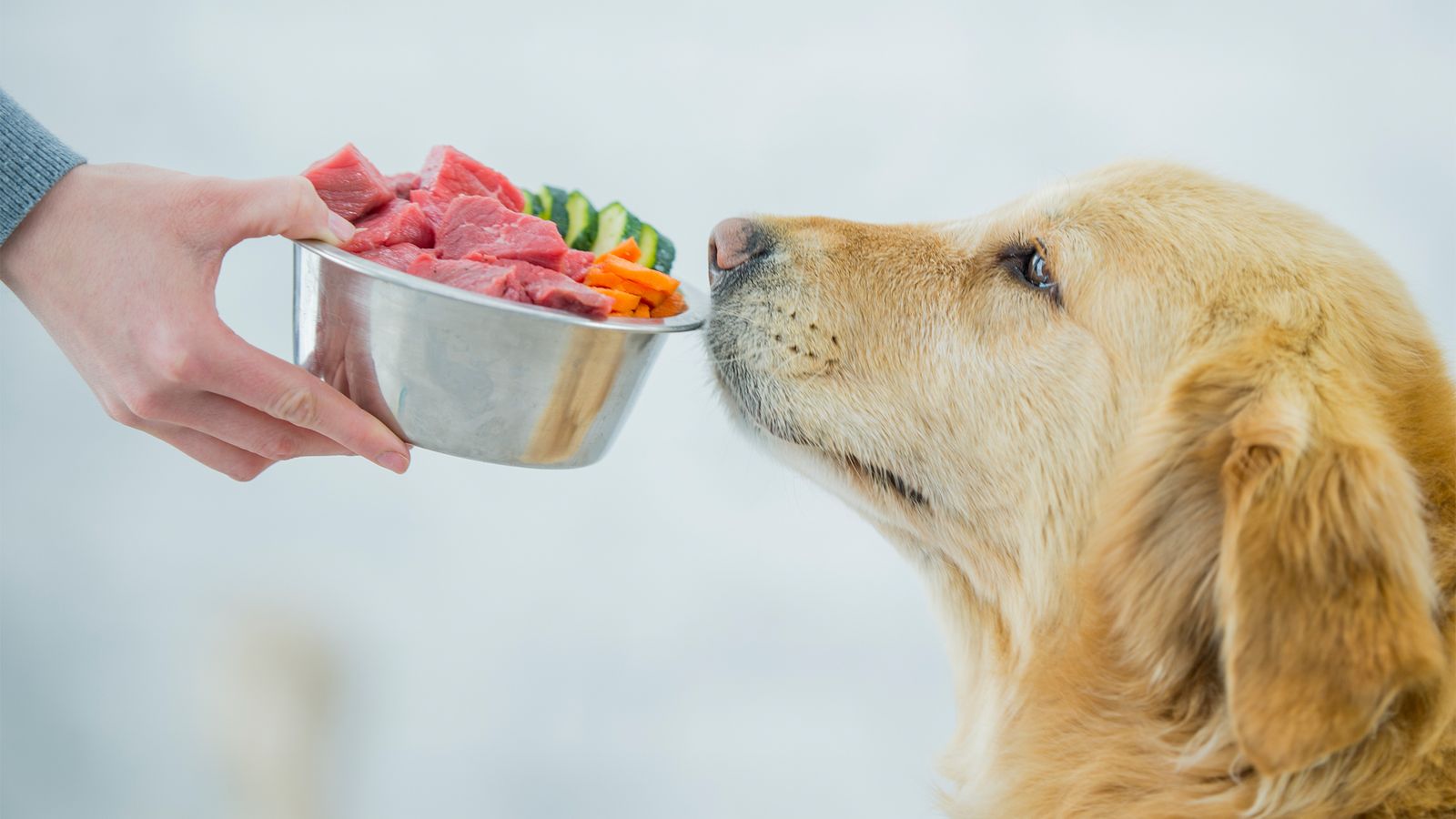 Hund bekommt gesunde Tiernahrung