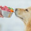 Hund bekommt gesunde Tiernahrung
