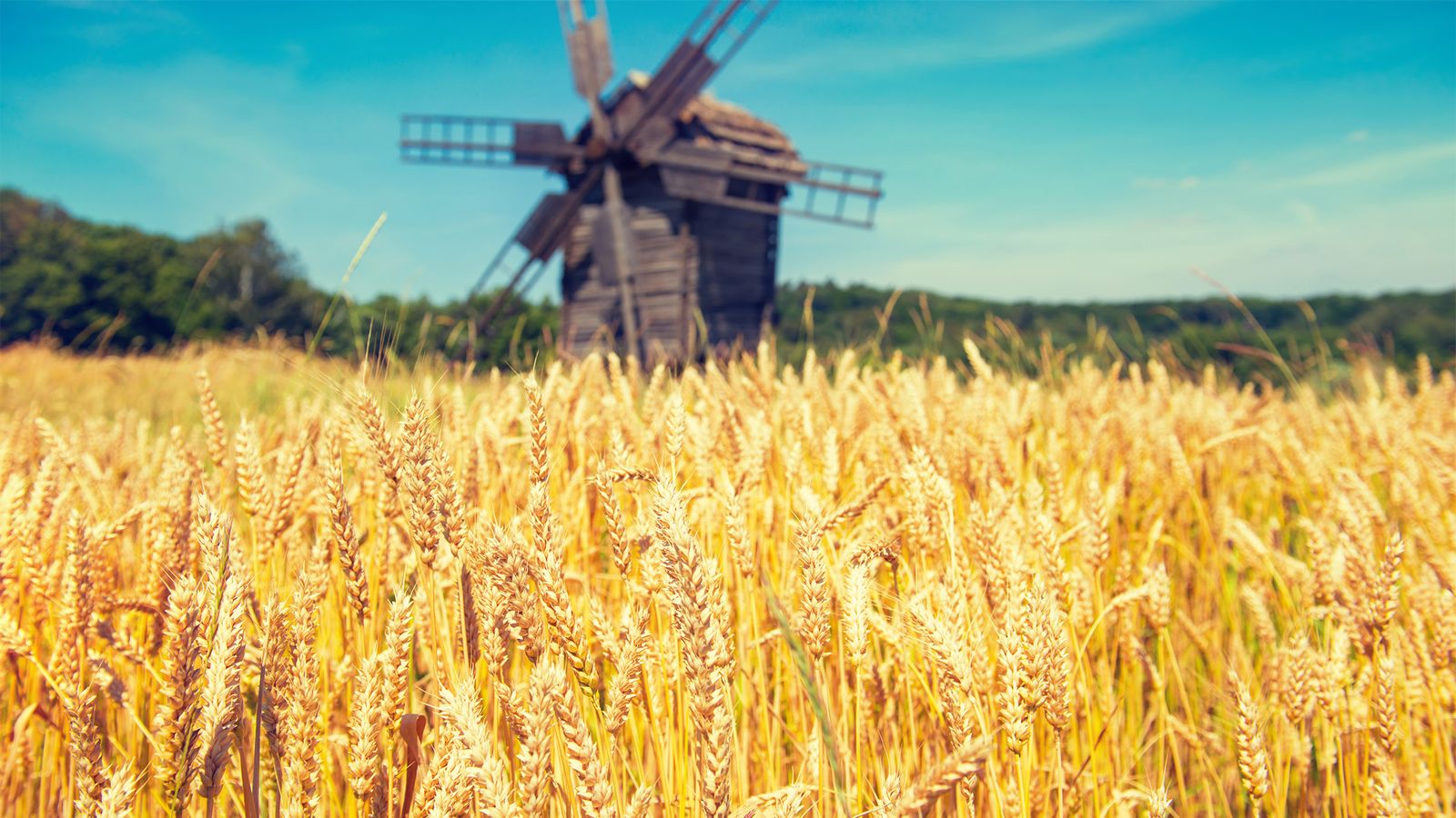 Ein Weizenfeld mit einer Windmühle - Ist Urgetreide gesund?