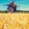 Ein Weizenfeld mit einer Windmühle - Ist Urgetreide gesund?