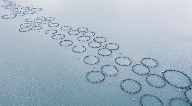 Luftaufnahme einer Aquakultur