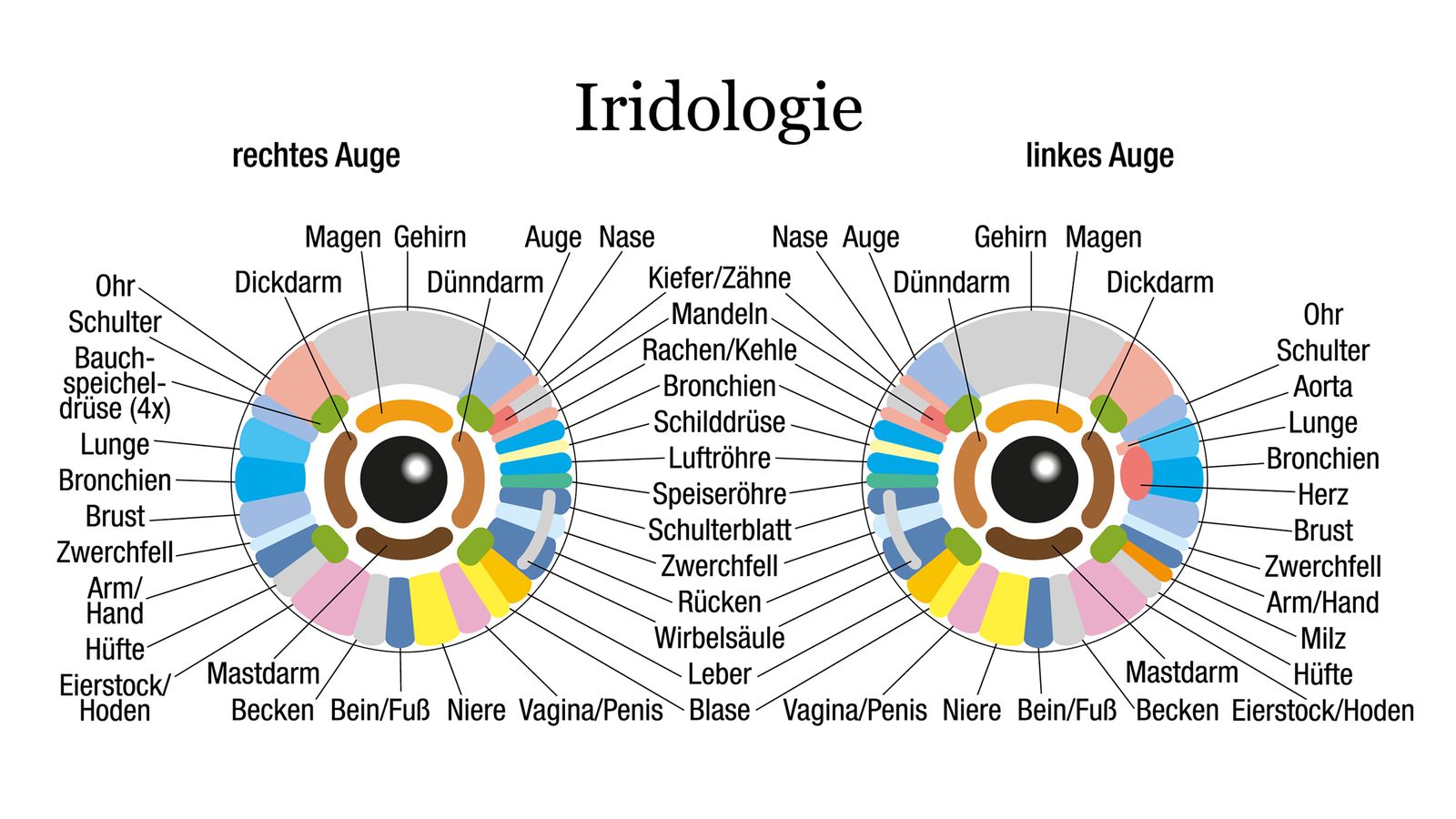 Das Iridologie-Schema