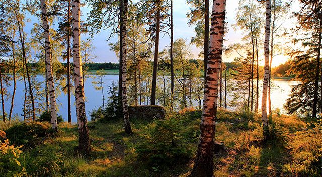 Birkenwald für Birkenzucker Finnland
