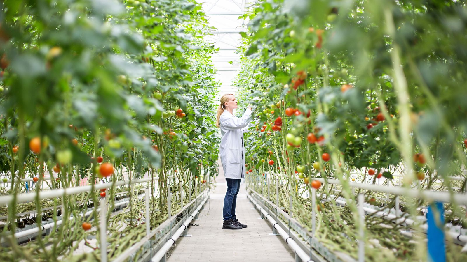 Frau überprüft Nährstoffe in Tomaten