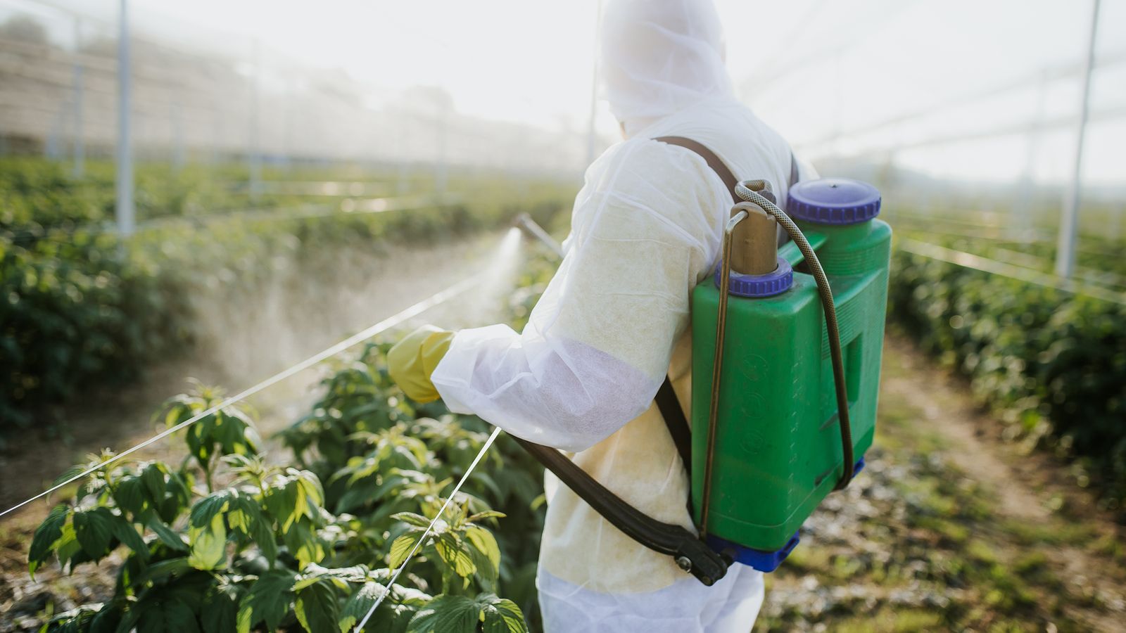Mann besprüht Gemüse mit Pestizid