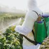 Mann besprüht Gemüse mit Pestizid