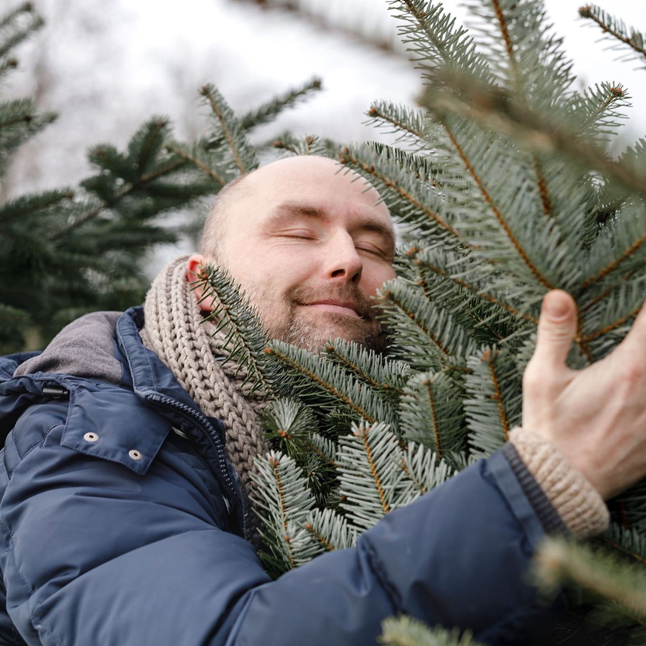 Weihnachtsbaum - Echt oder knstlich?