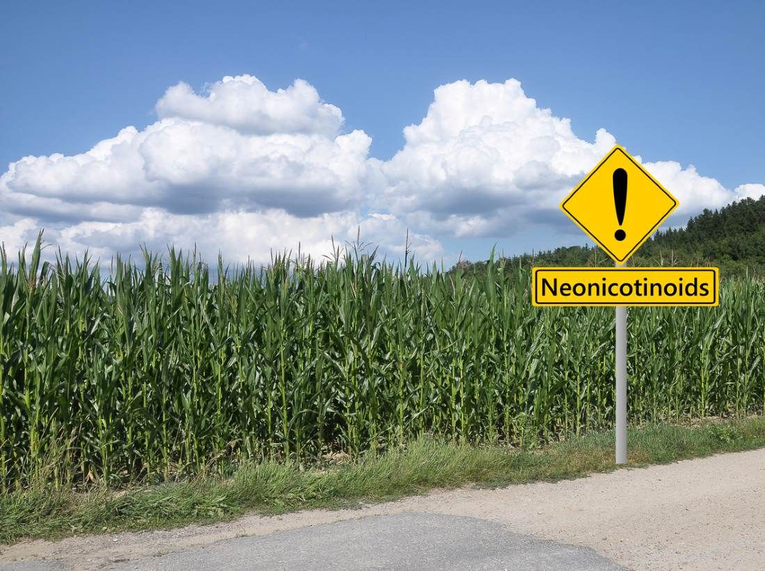 Warnung Zeichen Neonicotinoide vor Maisfeld