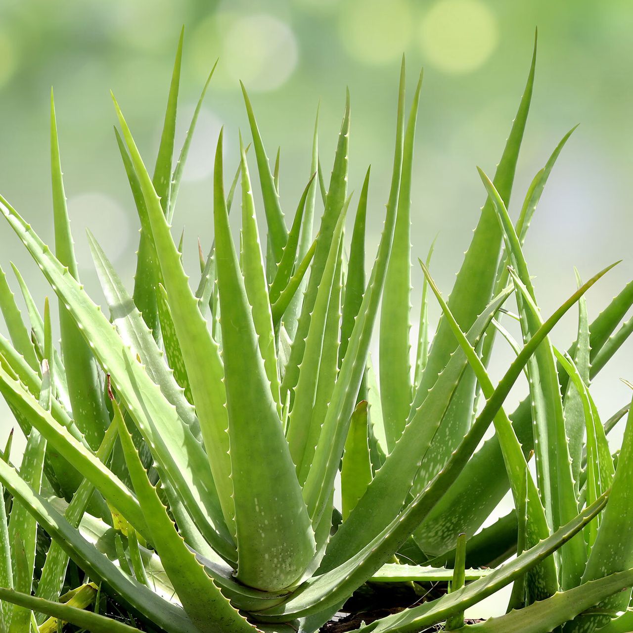 Aloe Vera - Die Wirkung fr die Haut