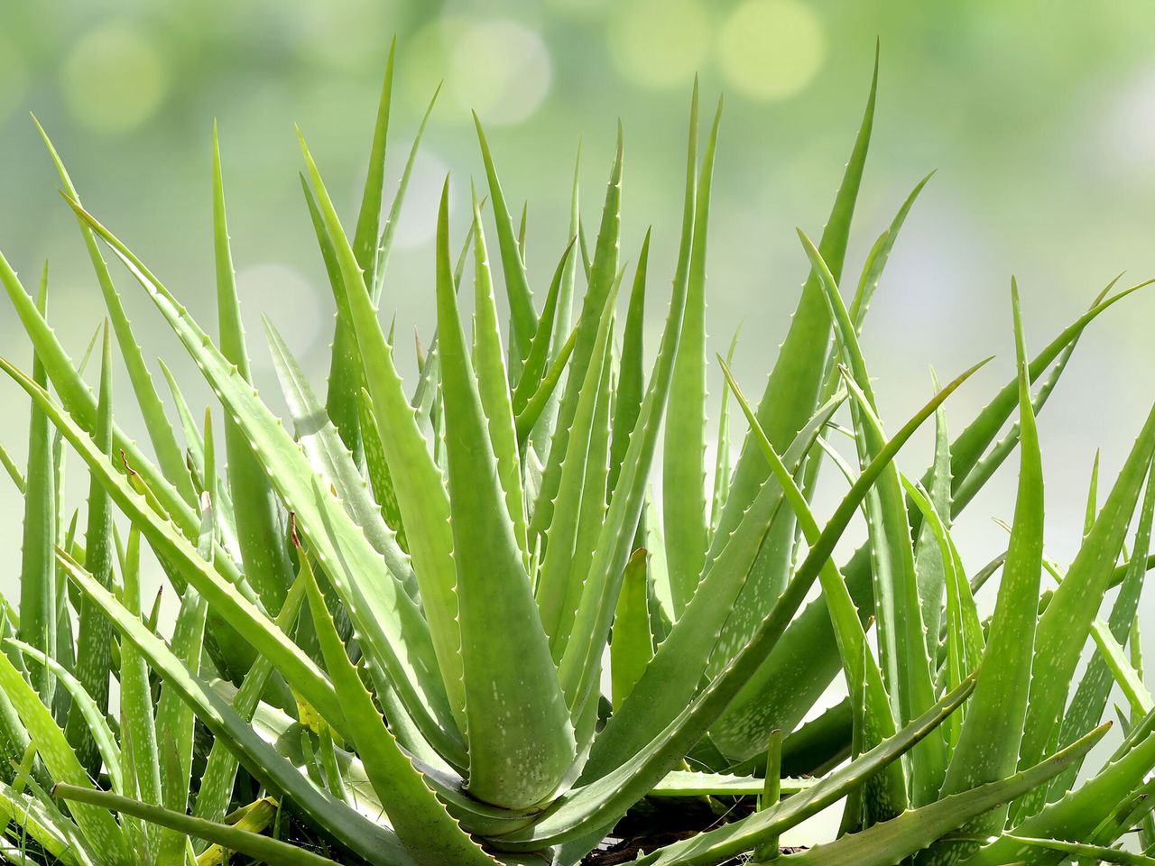 aloe vera barbadensis kaufen 4