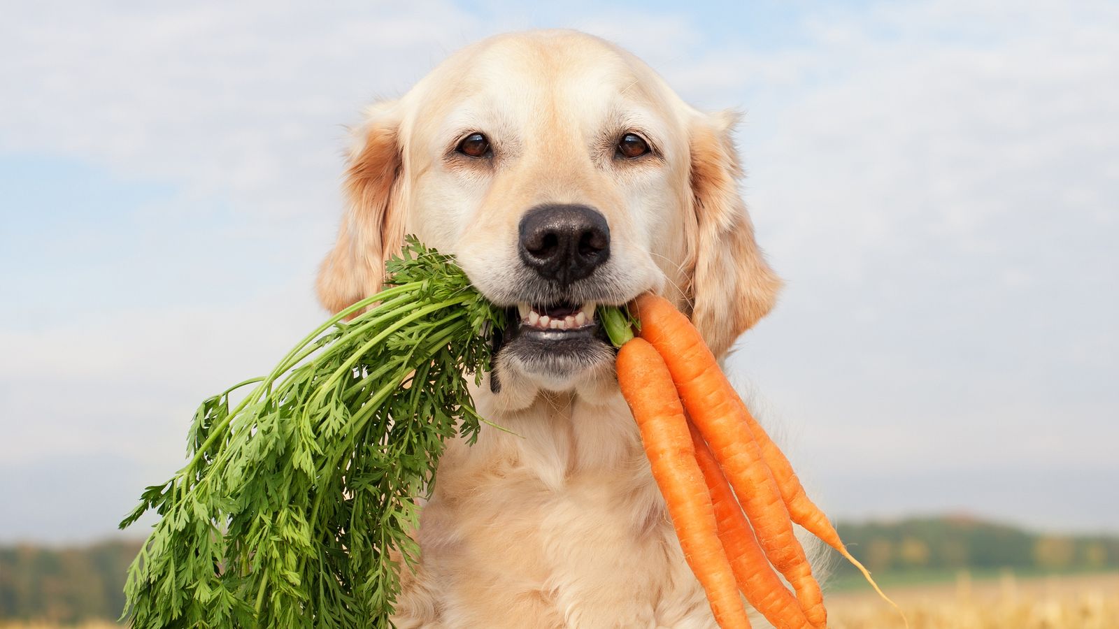 Hund mit einem Bund Karotten im Maul