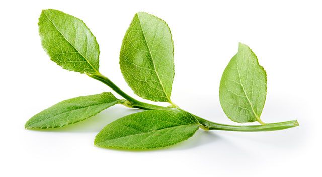 Heidelbeerblätter helfen gegen Durchfall