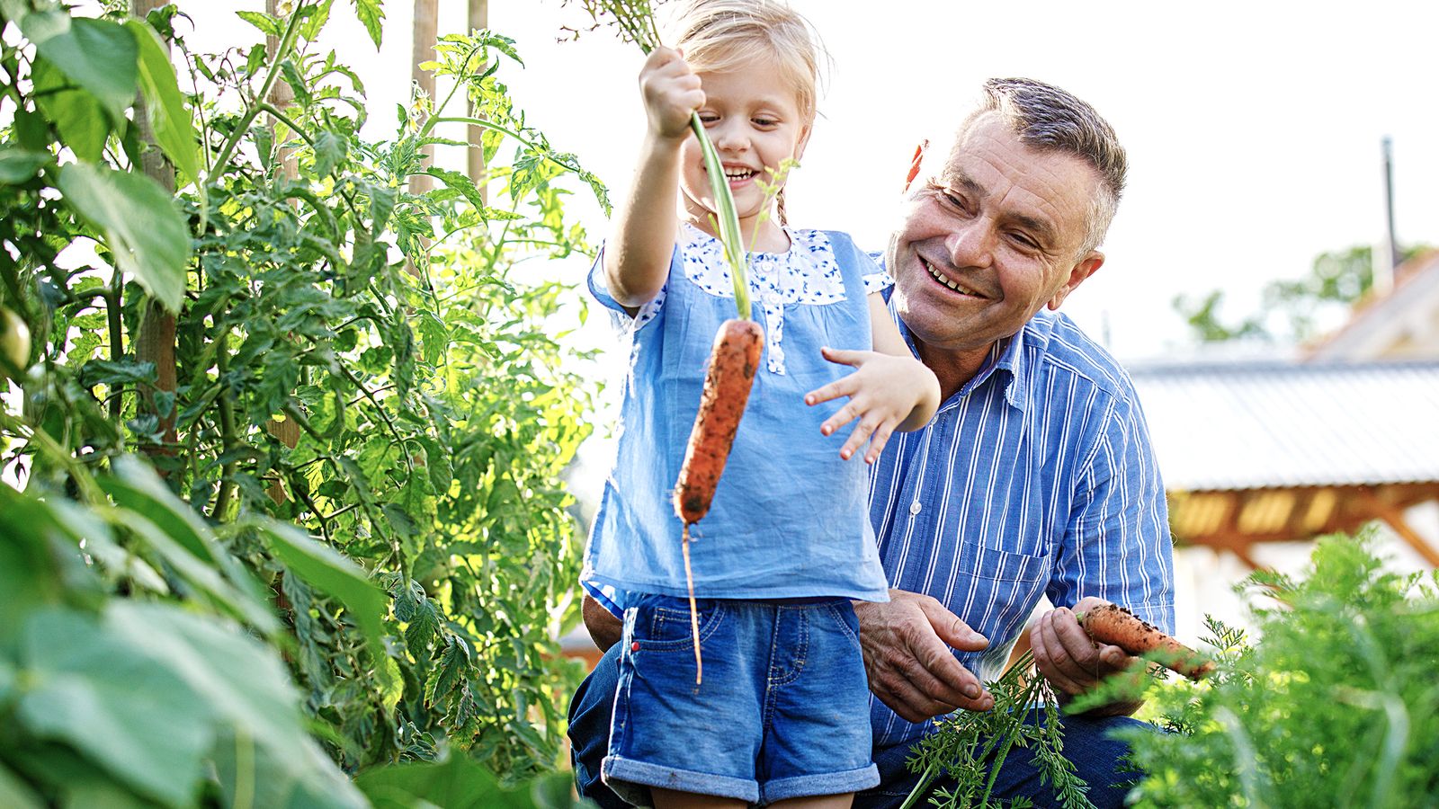 Kind erntet eine selbst angebaute Karotte