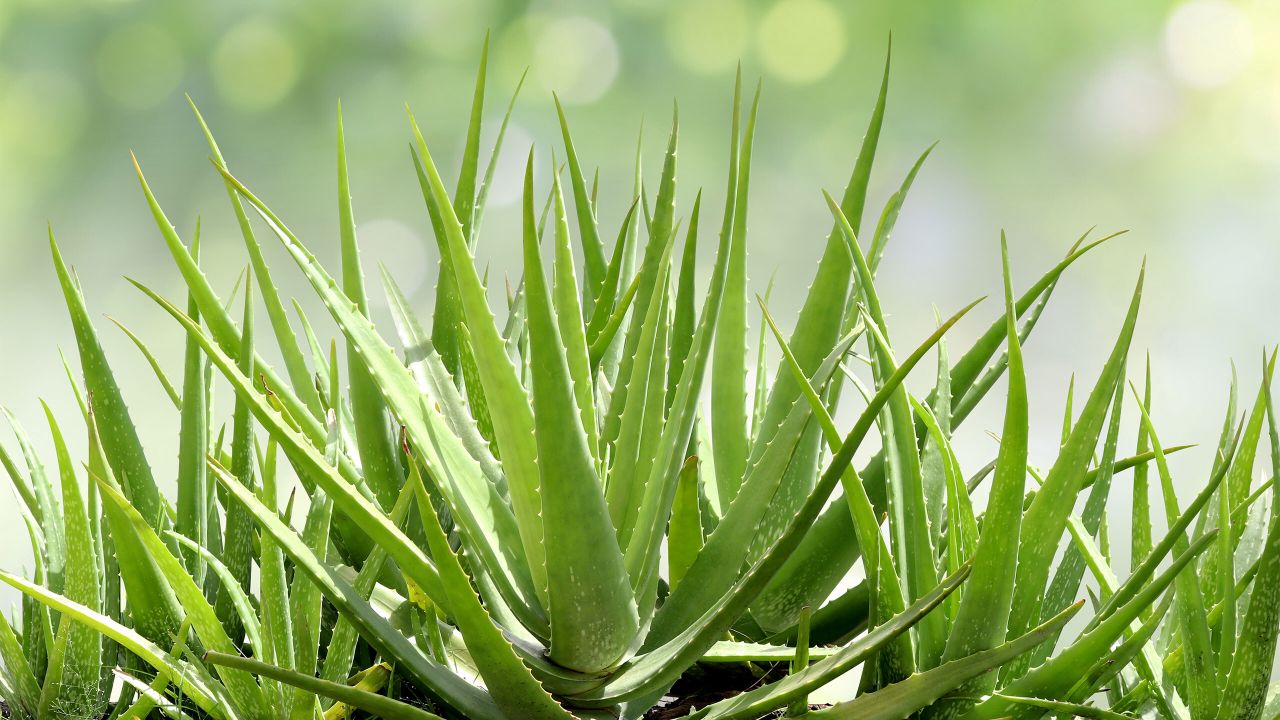 Aloe Vera - Die Wirkung fr die Haut