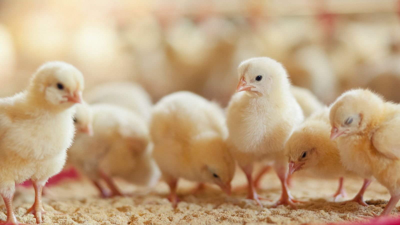 Kücken picken Körner die Arsen enthalten