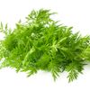 Artemisia annua als Kraut
