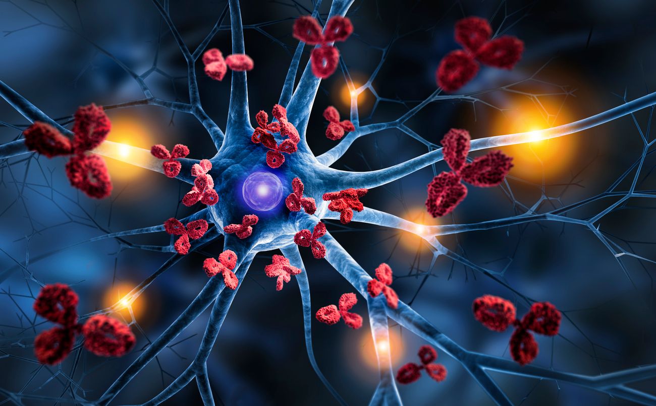 Nervenzellen werden von Antikörpern angegriffen
