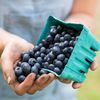 Blaubeeren 
