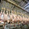 Hähnchen geschlachtet 