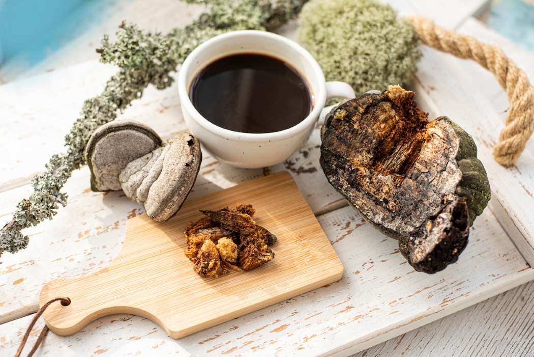 Chaga, Superfood. Getrockneter Pilz und eine Tasse Kaffee.  