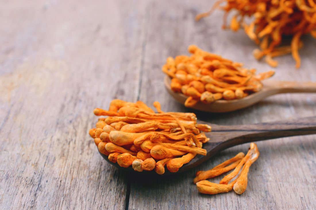 Cordyceps militaris Pilz auf einem Holzlöffel