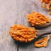 Cordyceps militaris Pilz auf einem Holzlöffel