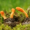 Cordyceps-Pilz Arthrose