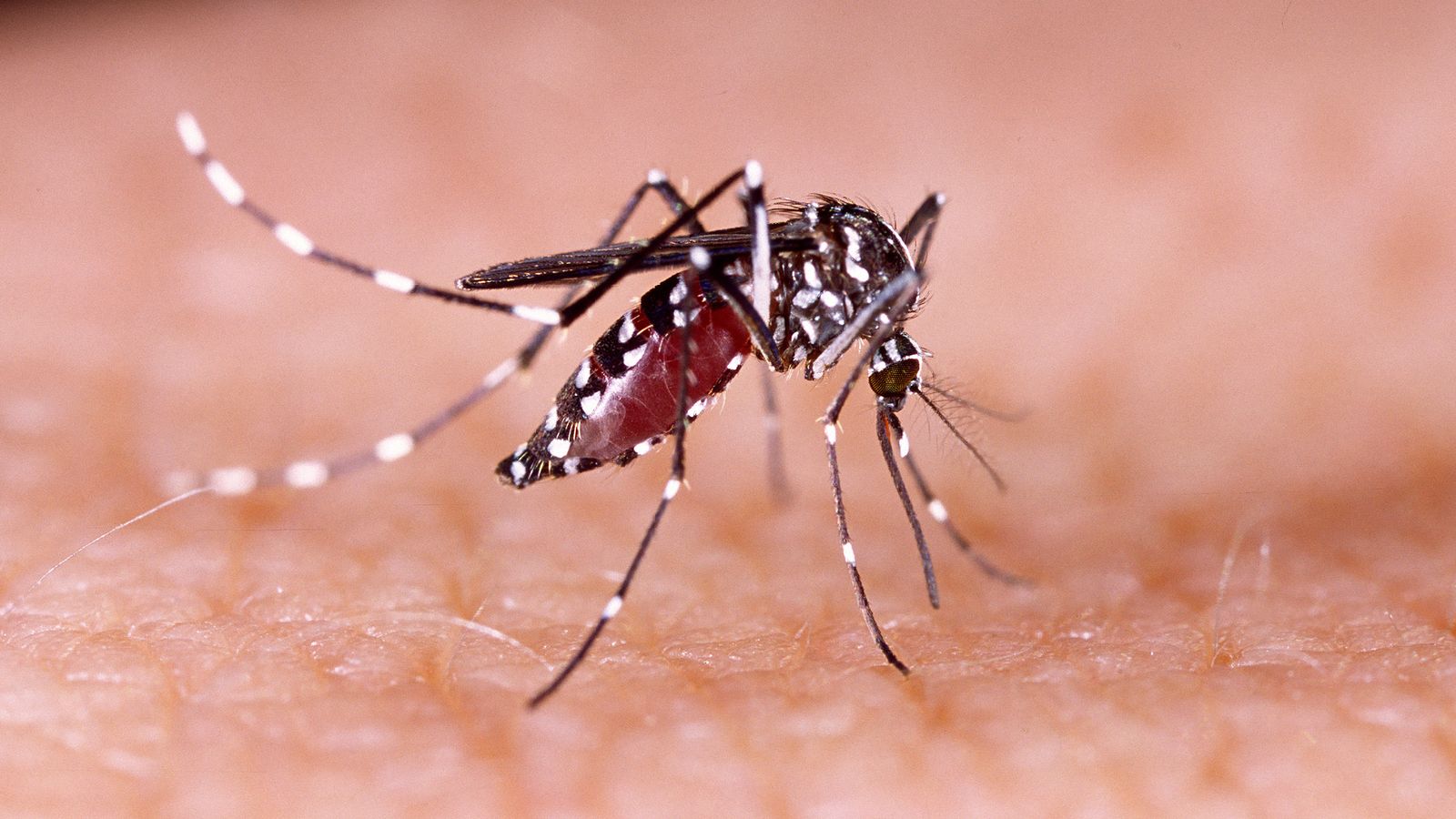 Mücke als Überträger des Zika-Virus