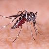 Mücke als Überträger des Zika-Virus