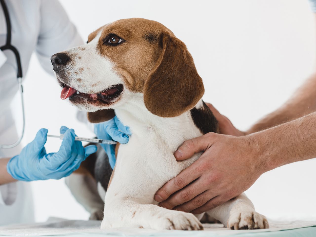 klokke grad Badeværelse Impfung von Haustieren