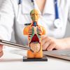 Arzt zeigt Eingeweide am 3D-Humanmodell mit inneren Organen