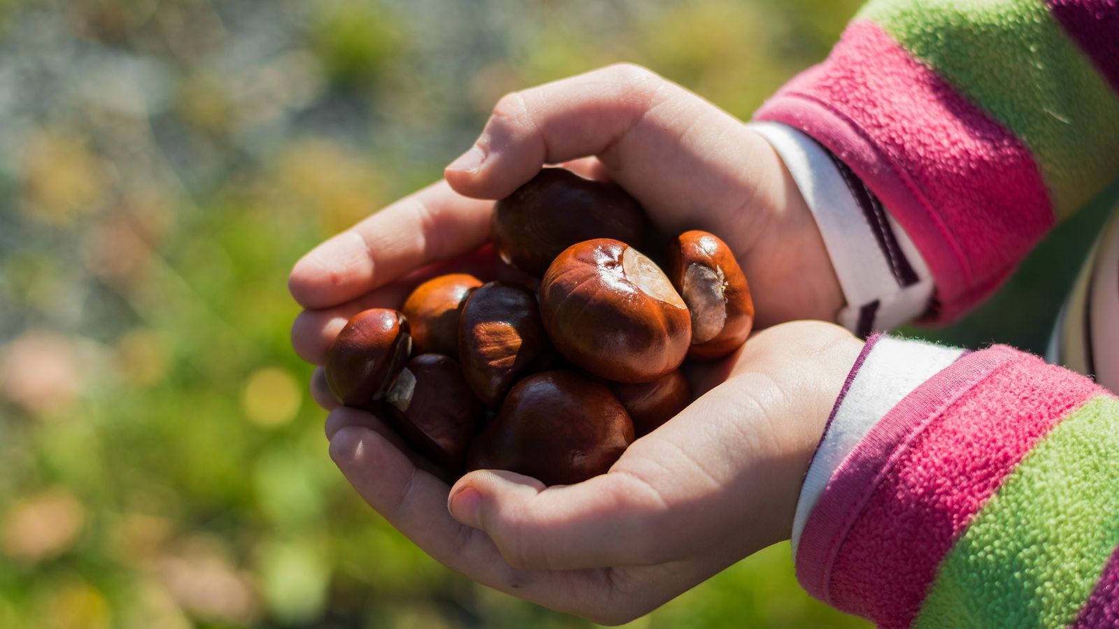 Baumfrüchte und Nüsse als Grundnahrungsmittel aus dem Wald