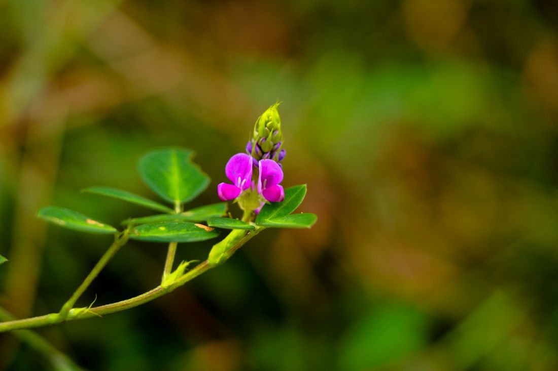 Hellrosa Blüten von Desmodium