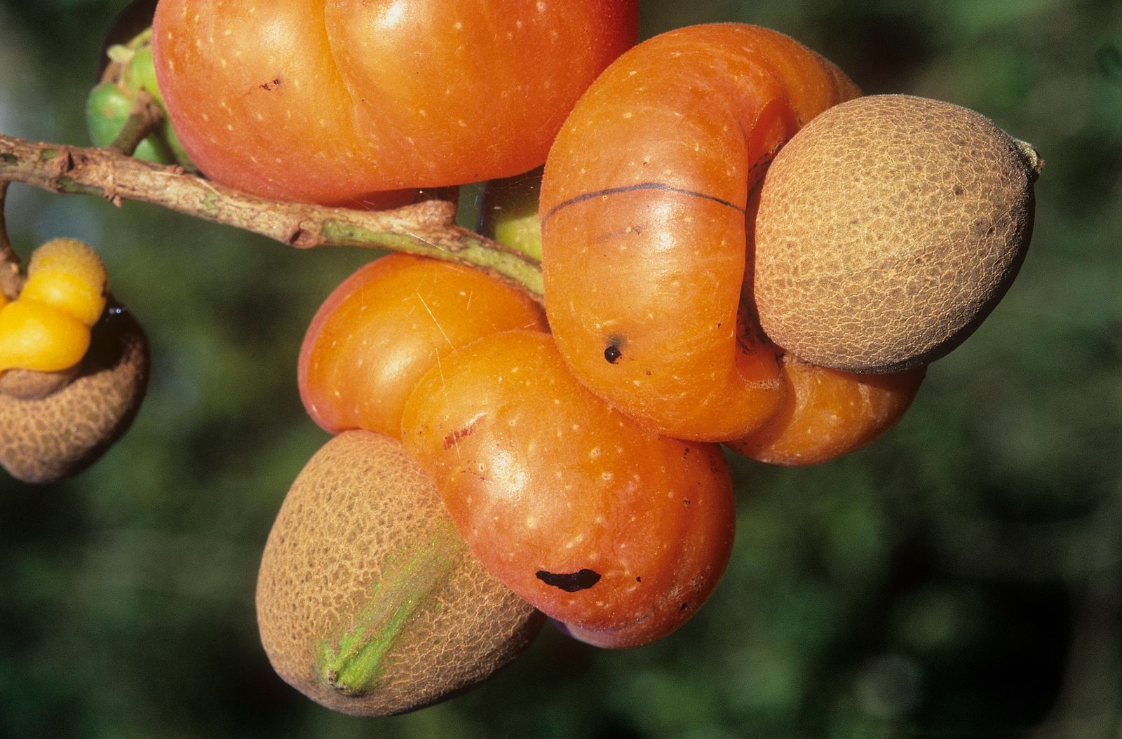 Cashewfrucht am Baum