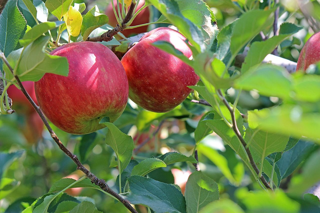 Äpfel am Baum