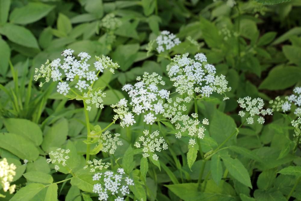 Giersch in der Blüte