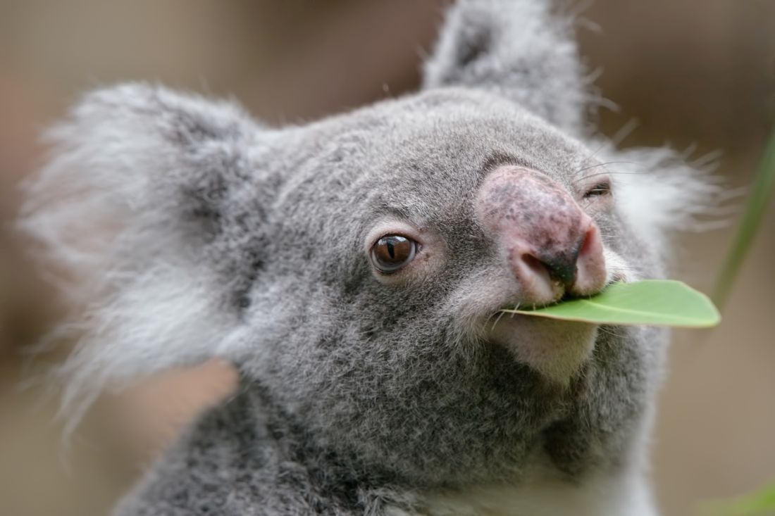 Koala-Bär frisst Eukalyptusblätter