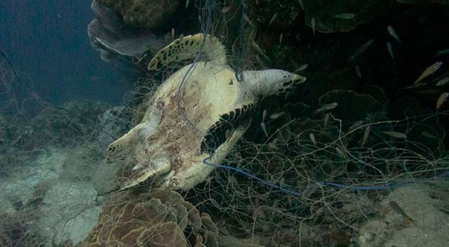 Schildkröte verendet im Fischernetz