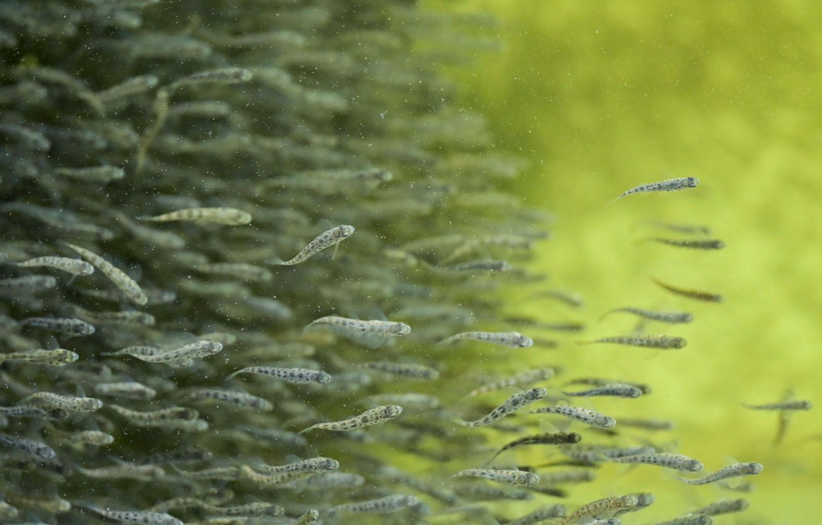 Aquakultur in Dänemark