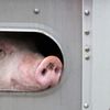 Ein Schwein schaut aus einem Anhänger raus