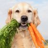 Hund mit einem Bund Karotten im Maul