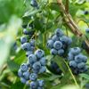 Heidelbeeren vor der Ernte
