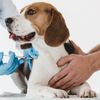 Hund wird beim Tierarzt geimpft