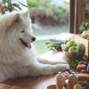 Vegane Ernährung für den Hund