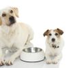 ZWEI HUNDE WARTEN AUF ESSEN MIT SEINER LEEREN SCHÜSSEL ESSEN