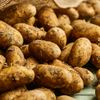 Viele einzelne Kartoffeln