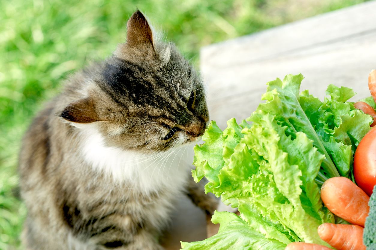 Katze mit Salat