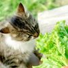 Katze mit Salat